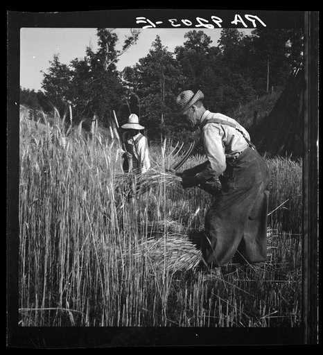 Untitled photo, possibly related to: Cradling wheat near Christianburg, Virginia