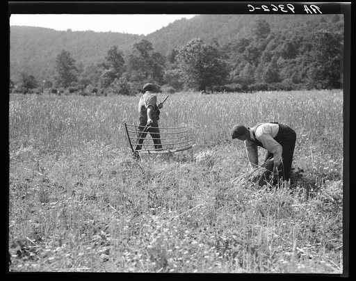Untitled photo, possibly related to: Men cradling wheat in eastern Virginia near Sperryville