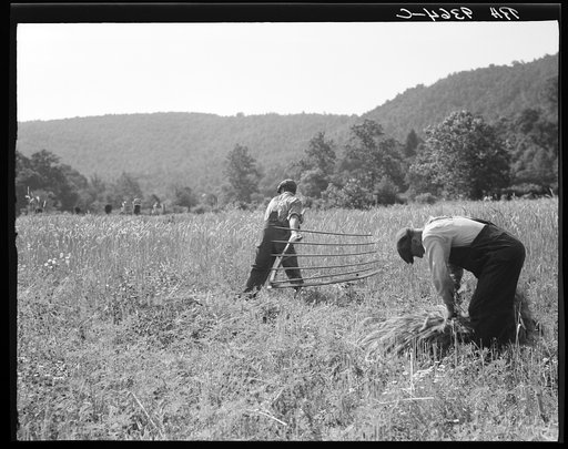 Untitled photo, possibly related to: Men cradling wheat in eastern Virginia near Sperryville