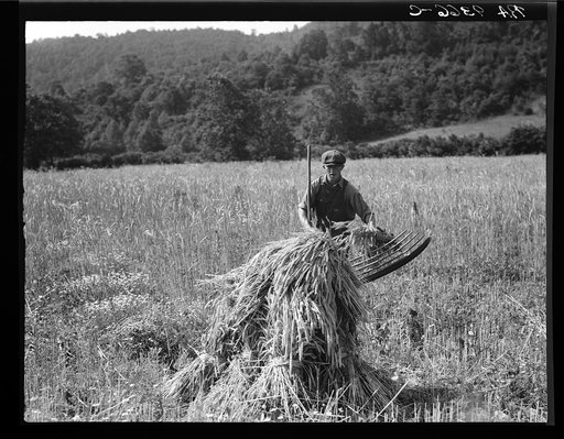 Untitled photo, possibly related to: Cradling wheat near Sperryville, Virginia. A hand binder follows the mower. These men had never heard of a combine harvester. "Sure would like to see that." Their father used a reap hook