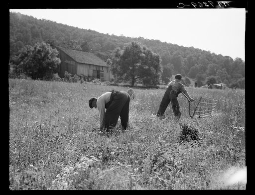 Untitled photo, possibly related to: Cradling wheat near Sperryville, Virginia. A hand binder follows the mower. These men had never heard of a combine harvester. "Sure would like to see that." Their father used a reap hook