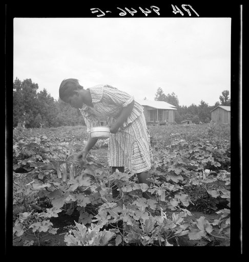 Untitled photo, possibly related to: Family of one of the evicted sharecroppers from Arkansas who has been resettled at Hill House, Mississippi