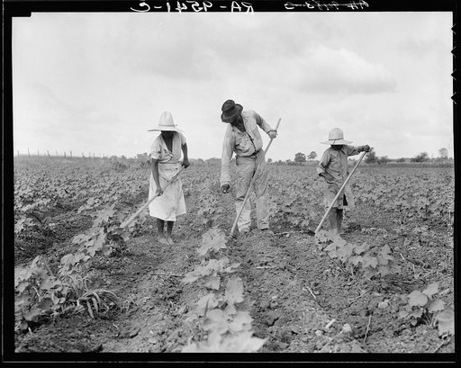 A Negro tenant farmer and several members of his family hoeing cotton on their farm in Alabama