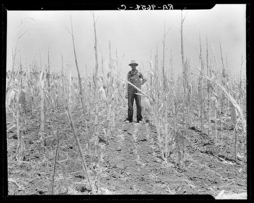 Untitled photo, possibly related to: Corn, drought-stricken and eaten off by grasshoppers. Near Russelville, Arkansas