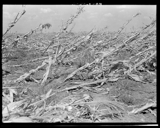 Untitled photo, possibly related to: Corn, dried up and lying in the field. The temperature was over one hundred degrees. Between Dallas and Waco, Texas