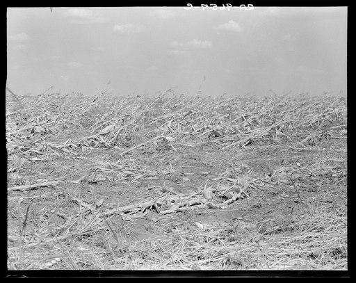Untitled photo, possibly related to: Corn, dried up and lying in the field. The temperature was over one hundred degrees. Between Dallas and Waco, Texas