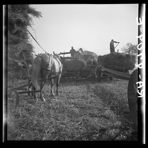 Untitled photo, possibly related to: The threshing of oats. Clayton, Indiana, south of Indianapolis