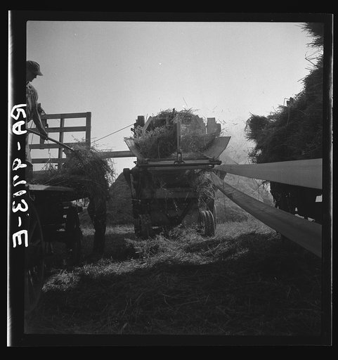 Untitled photo, possibly related to: The threshing of oats. Clayton, Indiana, south of Indianapolis