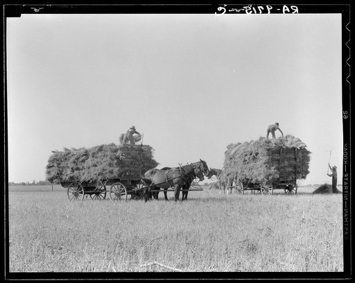 Untitled photo, possibly related to: Harvesting oats. Clayton, Indiana