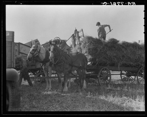 Untitled photo, possibly related to: The threshing of oats. Clayton, Indiana, south of Indianapolis