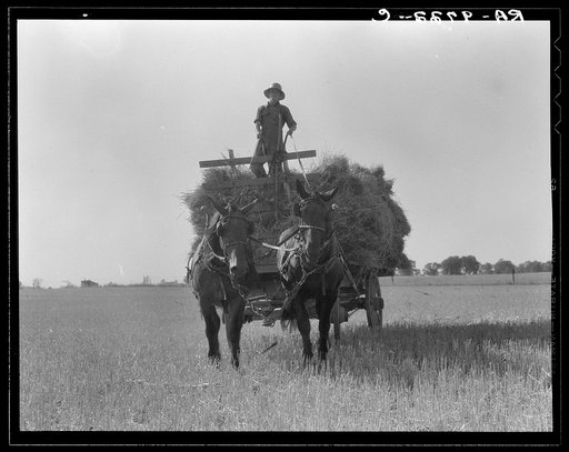 Untitled photo, possibly related to: The threshing of oats. Clayton, Indiana, south of Indianapolis