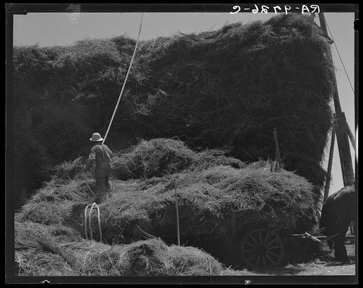Untitled photo, possibly related to: The threshing of oats. Clayton, Indiana, south of Indianapolis