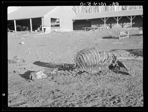 Untitled photo, possibly related to: Skeleton of horse that died of compaction due to poor feed. William Butler farm near Anthon, Iowa