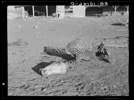 Untitled photo, possibly related to: Skeleton of horse that died of compaction due to poor feed. William Butler farm near Anthon, Iowa