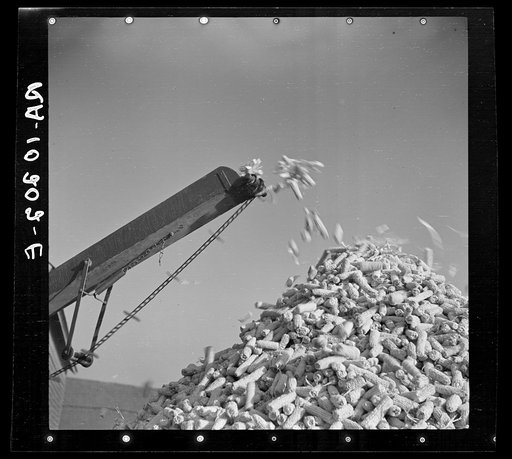 Untitled photo, possibly related to: Cornsheller throwing cobs on pile. Illinois