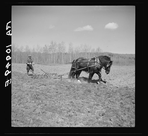 Untitled photo, possibly related to: Working in the field of a cut-over farm near Mansfield, Michigan