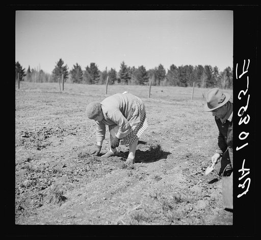 Untitled photo, possibly related to: Husband and wife weed strawberries in this three-acre field near Mansfield, Michigan