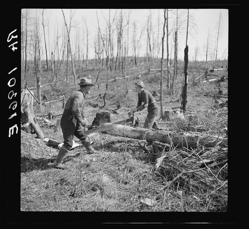 Untitled photo, possibly related to: Lon Allen and daughter sawing log on farm near Iron River. It is a common practice for both sexes to work together in operations on the farm