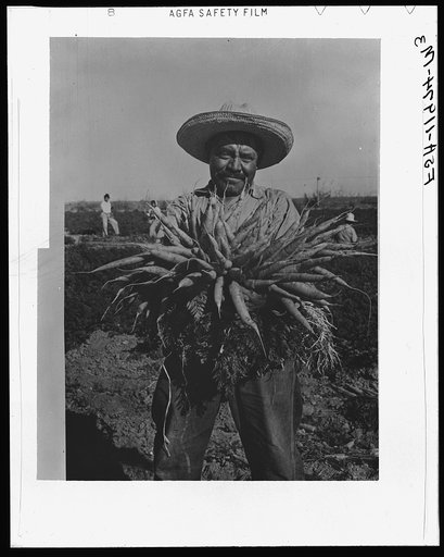 Mexican carrot worker. Edinburg, Texas