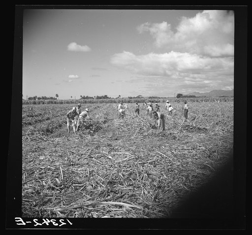 Untitled photo, possibly related to: Cutting sugar cane. Near Ponce, Puerto Rico