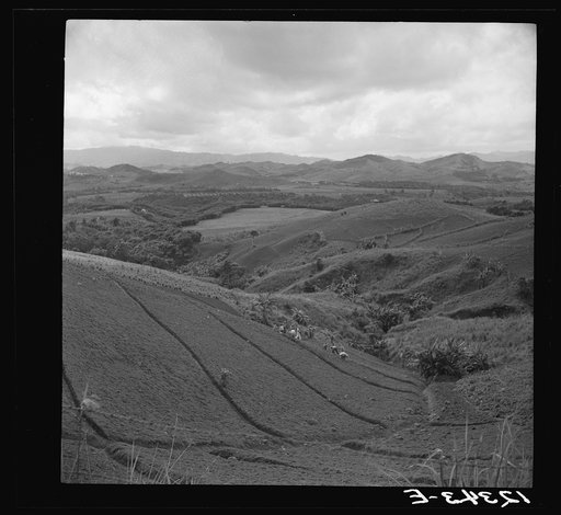 Untitled photo, possibly related to: Hoeing a tobacco slope. No matter how steep, all of the hills in the picture are under cultivation. Puerto Rico