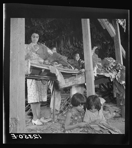 Untitled photo, possibly related to: Jibaro women and children preparing tobacco leaves for drying in drying barn. Puerto Rico