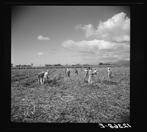 Untitled photo, possibly related to: Ponce (vicinity), Puerto Rico. Sugar workers on a plantation