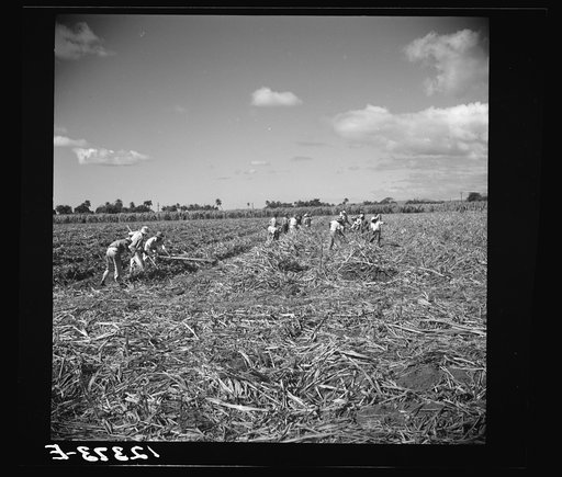 Untitled photo, possibly related to: Ponce (vicinity), Puerto Rico. Sugar workers on a plantation