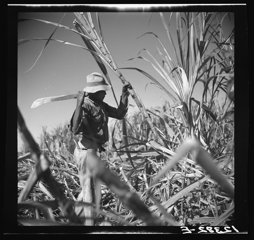 Untitled photo, possibly related to: Cutting sugar cane. Near Ponce, Puerto Rico
