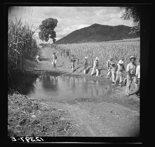Untitled photo, possibly related to: Ponce (vicinity), Puerto Rico. Sugar workers on a plantation