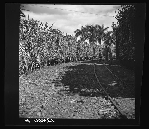 Untitled photo, possibly related to: Ponce (vicinity), Puerto Rico. Sugar workers on a plantation
