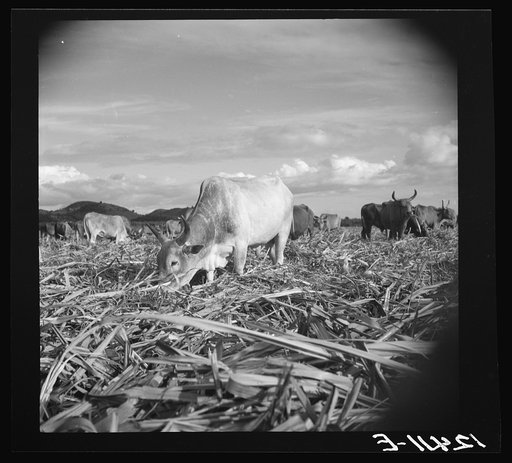 Untitled photo, possibly related to: Bulls in the sugar field. These bulls, powerful and well fed, are essential to the industry. They are supposed to be a crossbreed between the Zebu and the Longhorn. In the evenings they are turned loose in the cut-over fields and are allowed to munch the leftover