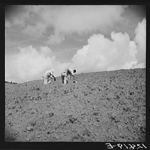 Untitled photo, possibly related to: Jibaros planting tobacco in the hills. Puerto Rico