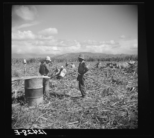Untitled photo, possibly related to: Ponce (vicinity), Puerto Rico. Sugar workers on a plantation