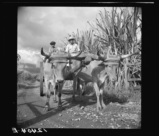 Untitled photo, possibly related to: Native bulls pulling a load of sugar. Plantation near Ponce, Puerto Rico