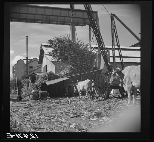 Untitled photo, possibly related to: Unloading sugar at the refinery. Near Ponce, Puerto Rico