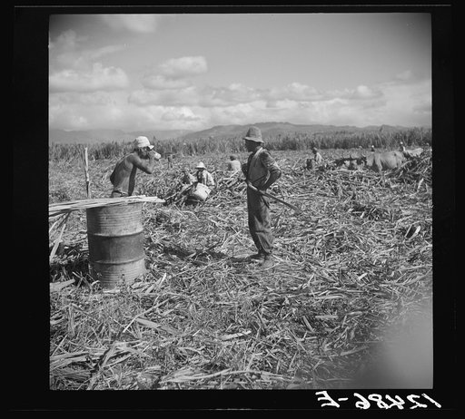 Untitled photo, possibly related to: Ponce (vicinity), Puerto Rico. Sugar worker taking a drink of water on a plantation
