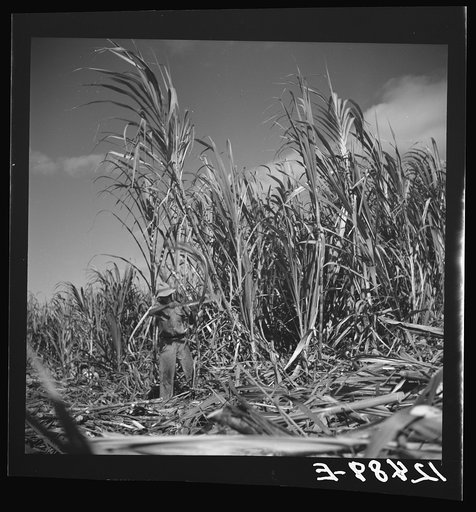 Untitled photo, possibly related to: Cutting cane. Near Ponce, Puerto Rico
