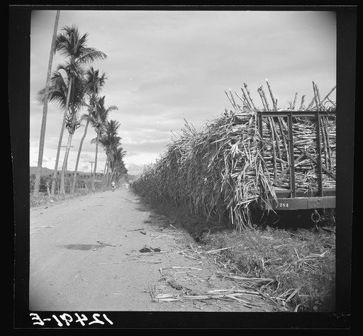 Untitled photo, possibly related to: Sugar cane being loaded onto a train for transportation to the refinery. Near Ponce, Puerto Rico