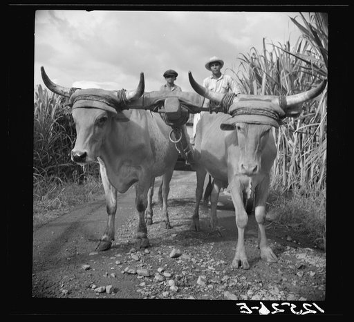 Untitled photo, possibly related to: Native bulls pulling a load of sugar. Plantation near Ponce, Puerto Rico
