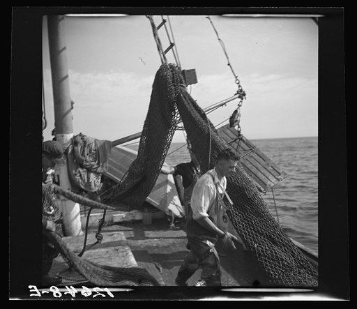Untitled photo, possibly related to: Aboard a trawler. The nets come aboard. Each net (there are two) usually drags about an hour, is then brought by the power winch. Crew and captain work on "shares." Commonly one share to each man, one to captain and one to boat. Captain maintains boat. Provinceto