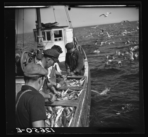 Untitled photo, possibly related to: Aboard a trawler. Selecting fish and cutting off heads. Only mackerel, whiting and occasional flounder or halibut are kept. Thrown from trough into ice-filled hold. Fish heads and non-marketable fish are thrown into sea above which hundreds of seagulls wait hungr