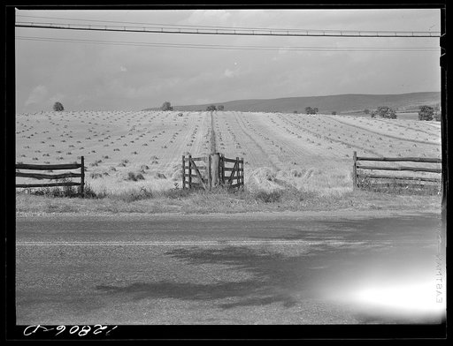 Untitled photo, possibly related to: Wheat harvest near Middletown, Maryland