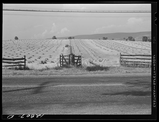 Untitled photo, possibly related to: Wheat harvest near Middletown, Maryland
