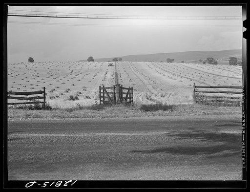 Untitled photo, possibly related to: Wheat harvest near Middletown, Maryland