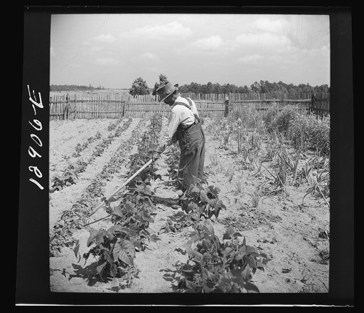 Greene County, Georgia. Farm security administration client in his home garden.