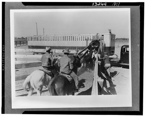 Brawley, California. Loading cattle into trailer for shipment to market