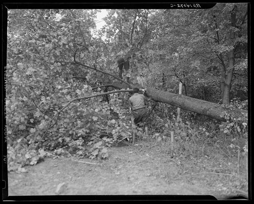 Untitled photo, possibly related to: Earliest stages of land clearing at Greenbelt, Maryland