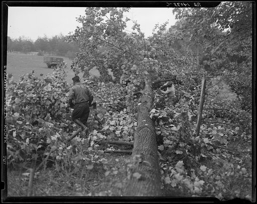 Untitled photo, possibly related to: Earliest stages of land clearing at Greenbelt, Maryland