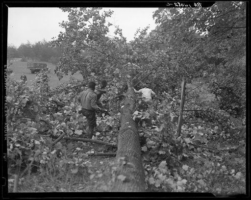 Untitled photo, possibly related to: Earliest stages of land clearing at Greenbelt, Maryland